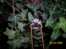 100_1065.jpg