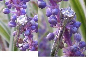 tulipwithpurplerod.JPG