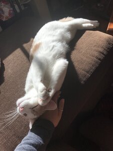 B8200167-4532-4BB8-8C50-18AC13C90B2A.jpeg