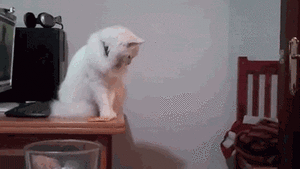 catpushingobjectsovertop.gif