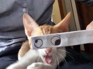 cateyes.jpg