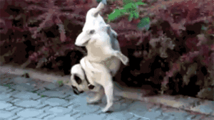 dogpeeing.gif