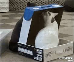 schrodingerscat.jpg