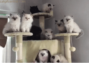 F298DF59-788C-420C-AB1B-8A80A0515839.gif