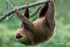 hanging-three-toed-sloth-heiko-koehrer-wagner.jpg