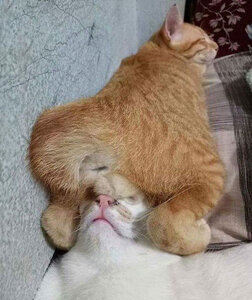 cats-sleeping-strange-places-5e678ad2b3474__605.jpg