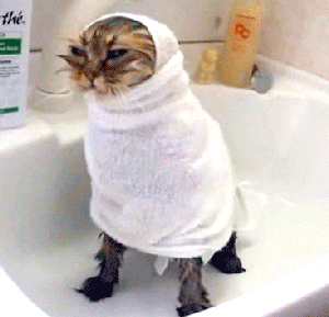 cattowel.gif