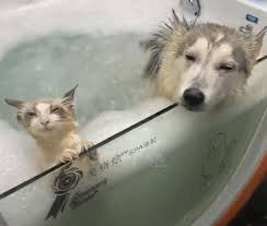 catanddogbath.jpg