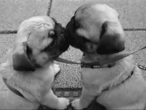 puppylove.gif
