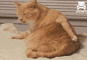 catbutt.gif