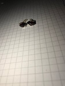 IMG_0035.jpeg
