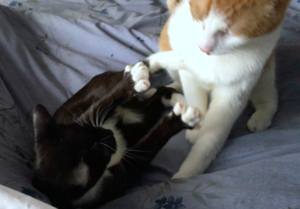 oliverandgraciemessingwitheachother.png