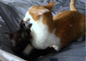 oliverandgraciewrestlinghardonbed.png