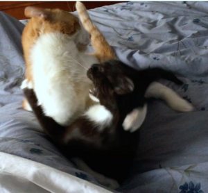 oliverandgraciewrestling.png