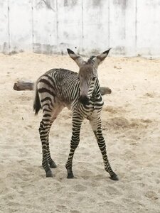 babyzebra.jpg