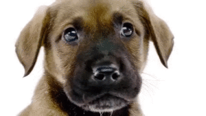 savealife.gif