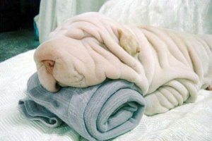 dogtowel.jpg