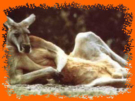 kangaroo.jpg