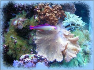 Framedfish1a.jpg