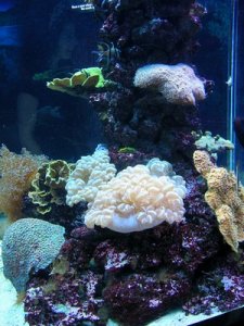 aqaurium1234.jpg