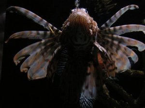 kewlfish.jpg