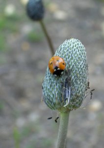 PS ladybug 1.jpg