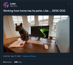deskdog.jpg