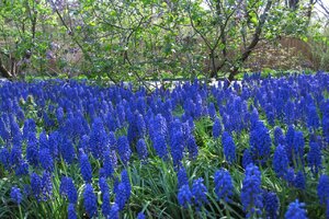 grape-hyacinth_5658526966.jpg