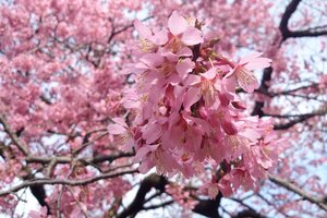 flowering_cherry_okame.jpg