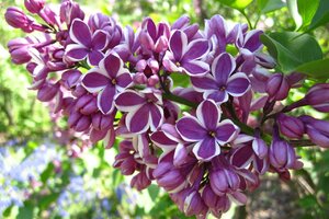 lilac_4537914547.jpg