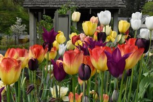 tulips_SS.jpg