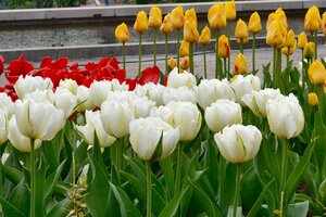 tulips_BB_34122417476.jpg