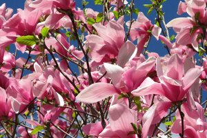 galaxy-magnolia_ss.jpg
