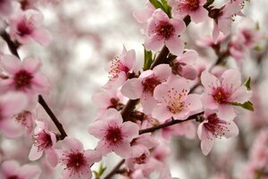 Halehaven_peach_BB_26109464471.jpg