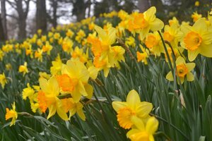 daffodil-hill_BB.jpg