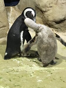 penguinsinlove.jpg