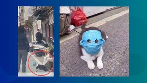 mask_cat.jpg