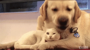 hugscatsanddogs.gif