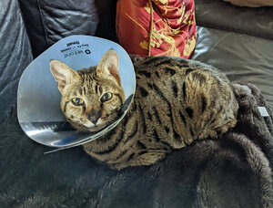 Juba the conehead.jpg Juba the conehead.jpg