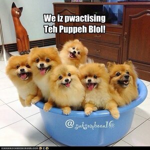 waiting-on-puppy-bowl-ix.jpg