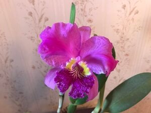 IMG_1987.jpg