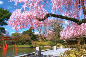 brooklynbotanicgardenjapanesegarden.jpg