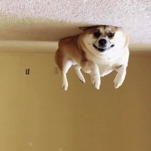 heliumdog.jpg