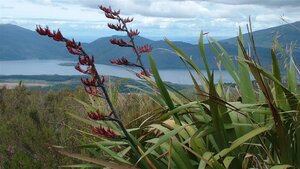 red-flax-flowers-phormium-tenax-1920.jpg