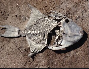 fish..Capture.JPG