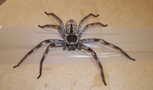 spider.jpg