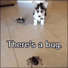 5281AB5C-3914-4F7D-92D8-2339764620EE.gif
