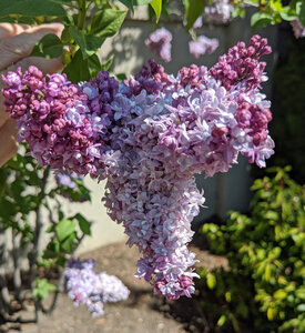 lilacs.jpg