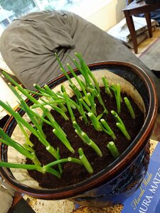 IMG_20200417_192631178.jpg