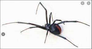 Redback spider.jpeg
